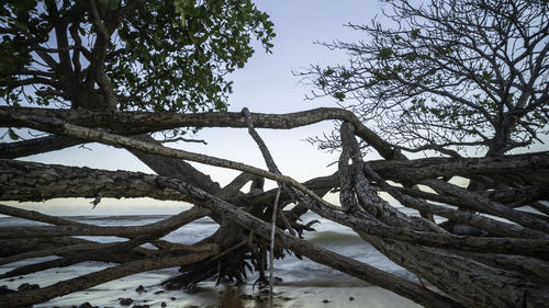 Driftwood on tree trunk against sky