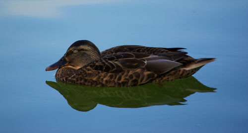 Side view of mallard duck in calm lake