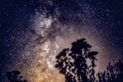 Low angle view of tree against sky at night