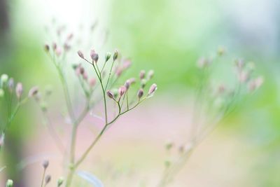 Close-up of small flowering plant