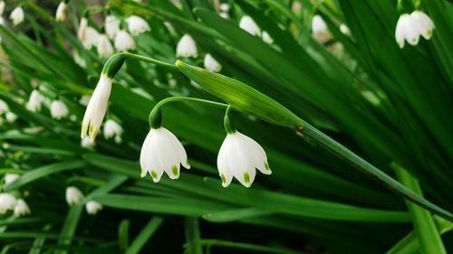 Close-up of white snowdrops flowering plant against green foliage 