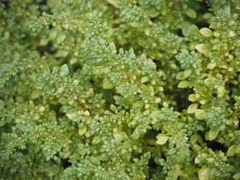 Full frame shot of fresh green plants