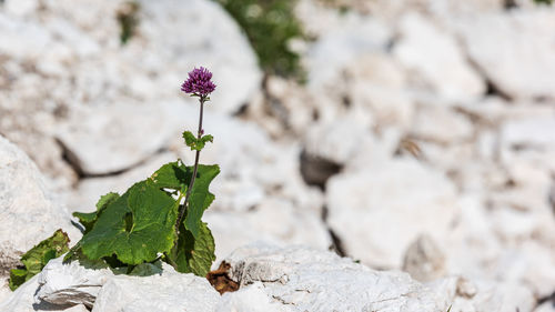 Mount canin plateau. karst garden. between rocks, flowers and old military works.