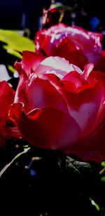 Close-up of red rose