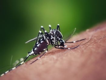 Close-up of insect