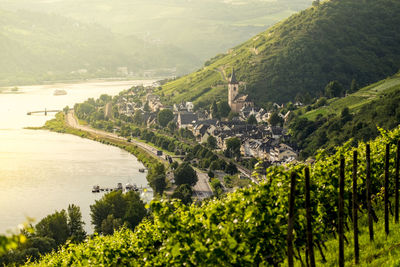 Vineyards on rhine river rhineland-palatinate germany europe