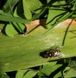 Close-up of ladybug on leaf