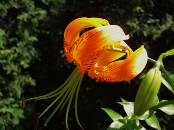 Close-up of yellow flowers blooming outdoors