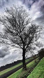 Tree on field against sky