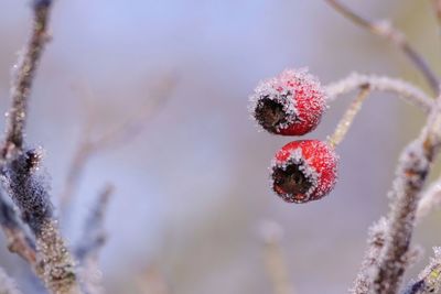 Close-up of frozen berries on tree