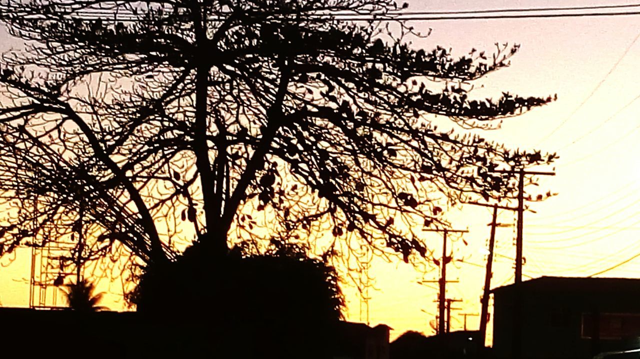 silhouette, tree, sunset, bare tree, low angle view, branch, sky, building exterior, built structure, power line, architecture, nature, house, clear sky, beauty in nature, outdoors, no people, tranquility, growth, dusk