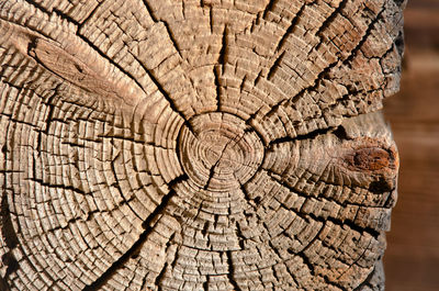 Full frame shot of tree stump