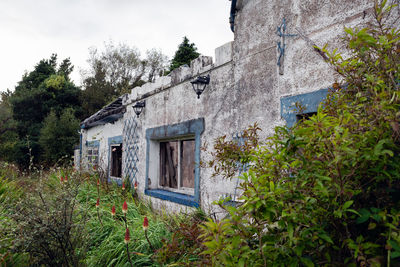 Plants growing on old building