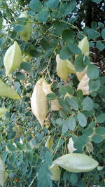 Low angle view of fruit growing on tree