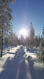 Frozen trees on snowcapped field during sunny day