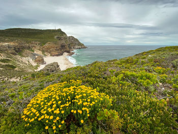 Scenic view of dias or diaz beach with yellow fynbos flower and sea against sky 