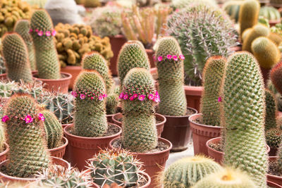 Close-up of cactus growing on potted plant