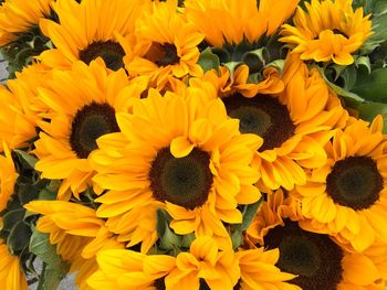 Close-up of sunflowers blooming outdoors