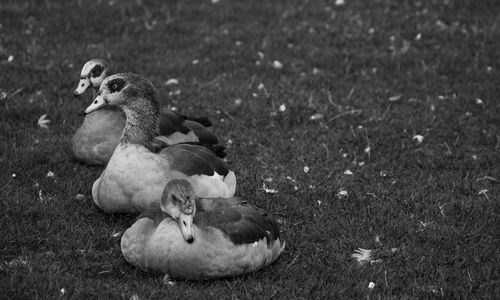 Duck in a field