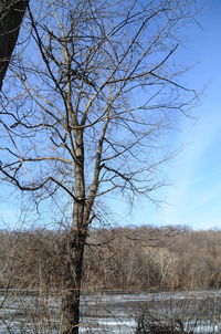 Low angle view of bare trees against sky