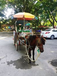 Horse cart on street