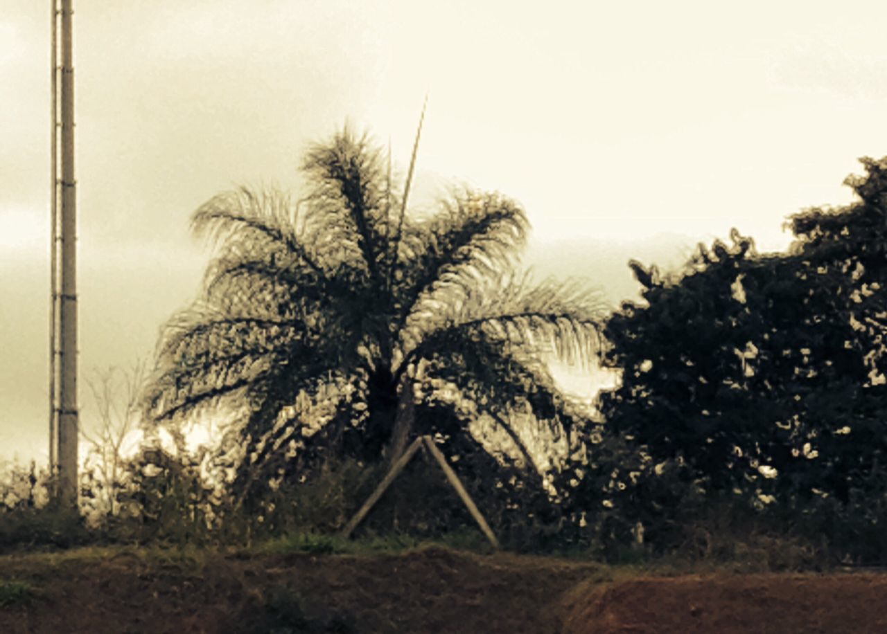 tree, clear sky, growth, sky, tranquility, field, nature, tranquil scene, copy space, silhouette, grass, landscape, beauty in nature, palm tree, scenics, outdoors, day, plant, no people