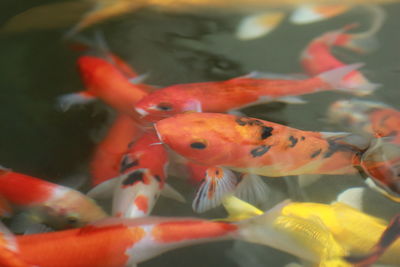 Close-up of fish swimming in sea