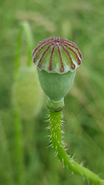 Close-up of plant growing outdoors