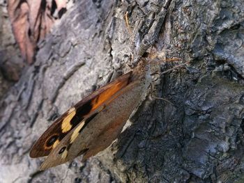 Close-up of insect