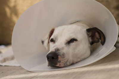 Close-up of dog lying down on floor