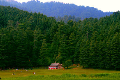 Scenic view of pine trees on field against mountains