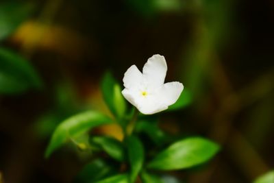 Close-up of white flower blooming outdoors