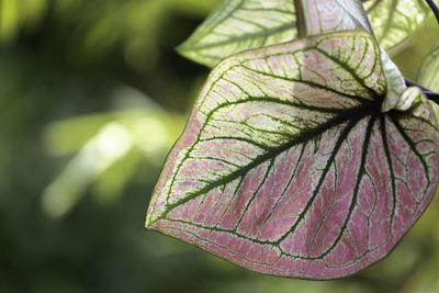 Close-up of fresh green leaves