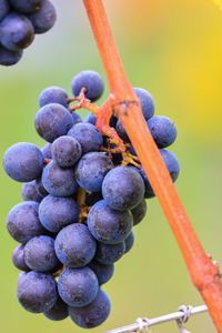 Close-up of grapes growing on plant