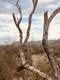 Close-up of dead tree on landscape against sky