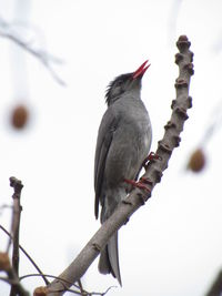 Close-up of bird perching on branch against sky