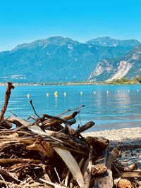 Driftwood on beach against sky