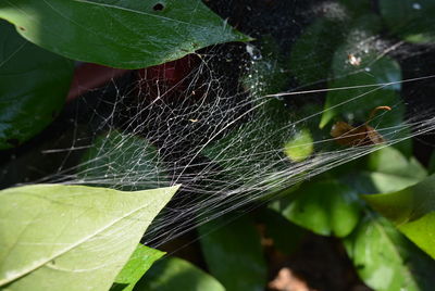 Close-up of spider on web