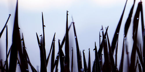 Close-up of tall grass against sky