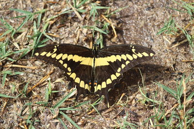 Close-up of butterfly on field