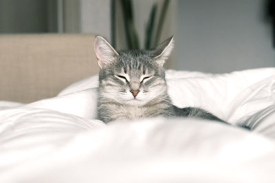 Portrait of a cat resting on bed