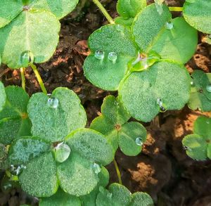 Close-up of green plants in water