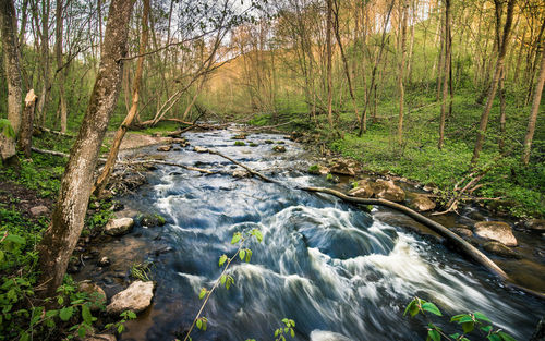 Stream flowing in forest against sky