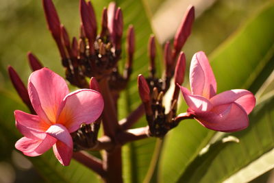 Close-up of flowers blooming outdoors