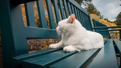 Cat looking away while sitting on railing