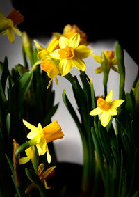 Close-up of yellow daffodil flowers