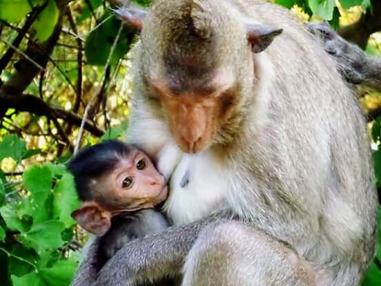 group of animals, animal, animal themes, mammal, young animal, animal wildlife, primate, monkey, two animals, animals in the wild, tree, togetherness, nature, no people, day, vertebrate, close-up, plant, branch, care, animal family, outdoors, animal head