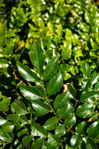 Full frame shot of green leaves