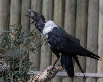 Close-up of bird perching outdoors