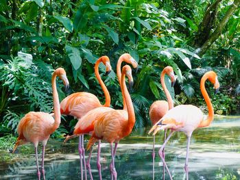 Flamingos standing in lake